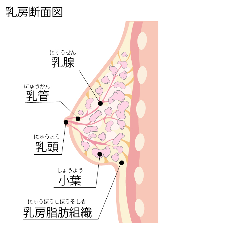 乳房断面図
